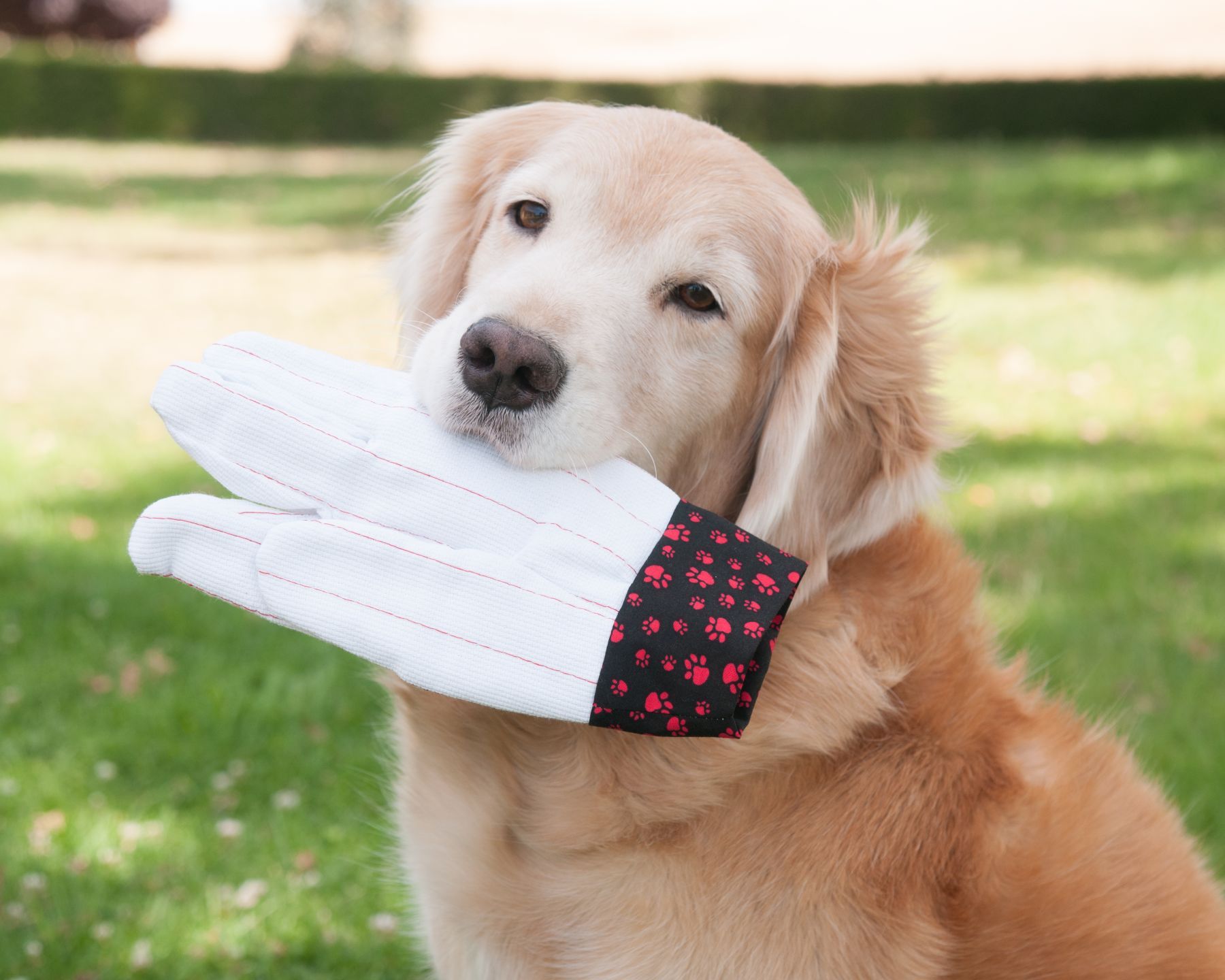 Getting “The Look” From Your Dog